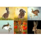 Card Pack Hare