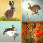 Coaster Pack Hare