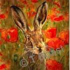 Hare in Poppies